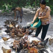 Mrs. Sou Sareth feeds her chicken using a locally produced chicken feed 