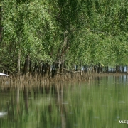 [Surat | MLE] Monitoring, Learning and Evaluation of Large Project in Suratthani with Wetlands Int