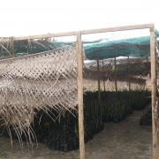 Rehab of Pottuvil nursery LK 