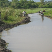  Cattail removal 