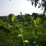  Home gardens with plants to supply firewood around Rekawa