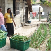 Aloe vera plantation managers 