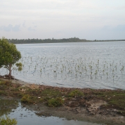  Community based mangrove planting at Kurakkanhena