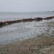 Replanting mangroves in the Dutch Canal 