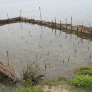  Rmucronata planting at Puttalam 