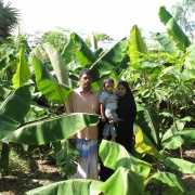  Homestead Banana cultivation Batticaloa 