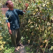 Mr. Sam Chhun checks on the health of his long bean crop