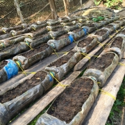 Farmers in Koh Kong province have been able to implement new integrated farming practices and drip irrigation systems such as this one that saves water and increases yields