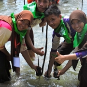 Junior high students taking part in mangrove planting