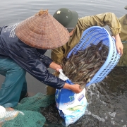 Mr. Tran Van Van and other farmers collecting shrimps in the shrimp pond