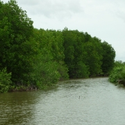 Shrimp mangrove polyculture at An Thuy Commune, Ba Tri District, Ben Tre Province