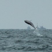 Indo-Pacific Humpback Dolphins in the Mandovi Estuary