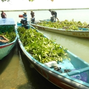 Collection Mangroves Seed in Secara Anakan Area to Protect Local Mangroves