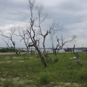 Mangroves die due to construction of fish port in An Hoa Lagoon