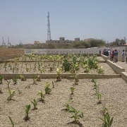 Reed bed sewage water treatment system