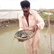 Crab Fattening