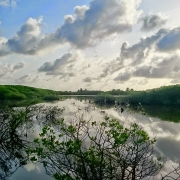 A mangrove ecosystem in H. Dh Kulhudhuffushi