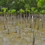  Mangrove saplings at the Bangkeao plantation site