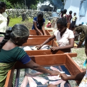 Women undergoing training in new fish processing method  