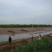 Oysters farming using hanging medium