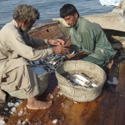 In Rehri Village, Pakistan, MFF is working with local fishers to improve post-harvest fish catch.