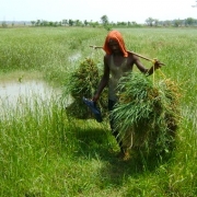 Mangrove associates like marsh grass are excellent fodder for livestock 