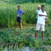 Farmers collect fodder from mangrove associated grasslands 