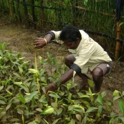 Managing the mangrove nursery