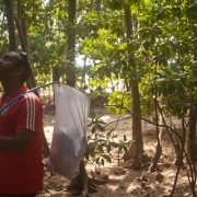 The closest mangrove ecosystem to Malé, capital of the Maldives, is situated in K. Hura. 