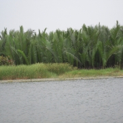 Nipa palm in Tich Tay Village