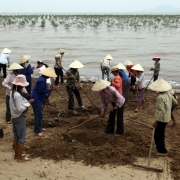 Da Loc commune village Green Teams clean the beach near a mangrove plantation