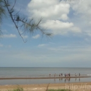 FACOD and local authorities surveying tourism potential at Thanh Phong beach, Ben Tre Province 