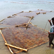 Farmers of the Sea; Kappaphycus farming in the Gulf of Mannar