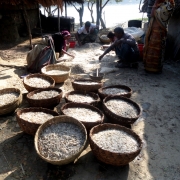 Fishermen processing fish for drying in Shyamnagar