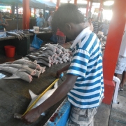 Fishers measure shark bycatch in the market, as part of MFF small grant project data gathering activity