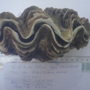 Giant Clam 