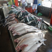 Hammerhead sharks are common bycatch of mackerel fishing 