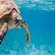 Hawksbill turtle, once unsustainably harvested now enjoy total protection in Seychelles