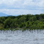 Mangrove ecosystem at Lemito subdistrict