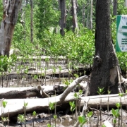 Mangrove rehabilitation site at Deaga Village