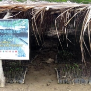 Mangrove nursery