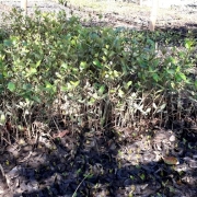 Mangrove seedlings to be planted