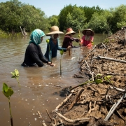 Snapshot of Sido Agung Mangrove Forest Rehabilitation Site