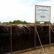 Mangrove revegetation site