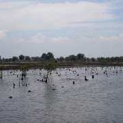 One of the mangrove revegetation sites
