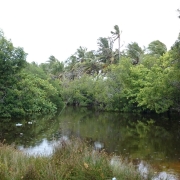 A mangrove ecosystem in G.Dh Hoandedhoo