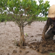 Women manually collecting aquatic resources in Xuan Thuy National Park