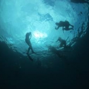 Students snorkeling in the ocean to learn about coral reefs and exploring mangrove ecosystems