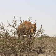 Assessment of Camel Grazing