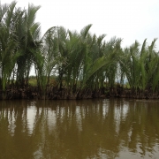 Nypa Palm forest, Tich Tay, Tan Nghia, Nui Thanh, Quang Nam